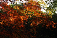 紅・光と影