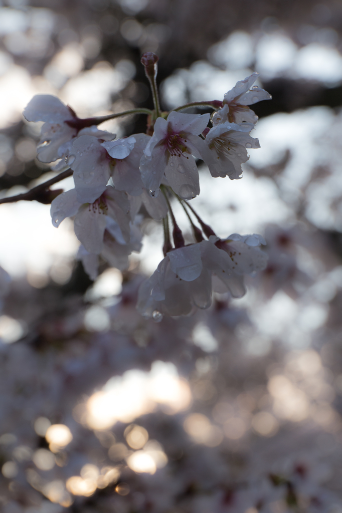 玉ボケの桜添え