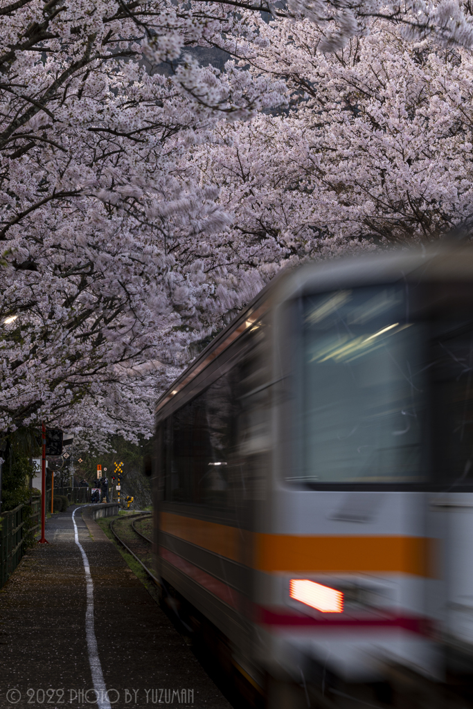 駆け抜ける桜の香り