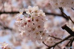 姫路城の桜（7/7）