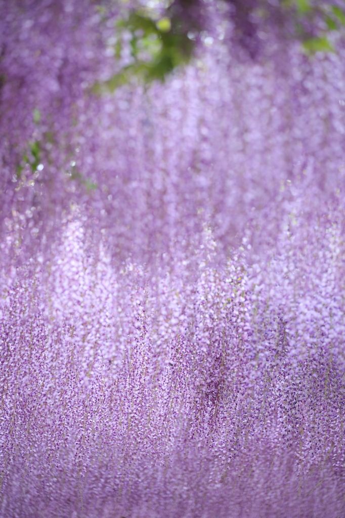 藤の仕掛け花火