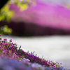 ヤマサの芝桜（１／４）
