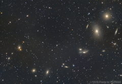 見頃のマルカリアンの鎖