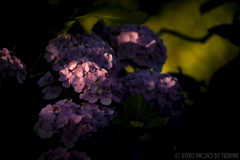 夕焼け色に染まる紫陽花