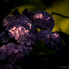 夕焼け色に染まる紫陽花