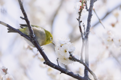 春をツンツン♪