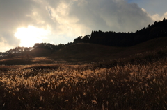 砥峰高原のススキ