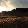 砥峰高原のススキ