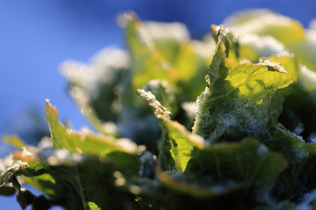 白菜と雪
