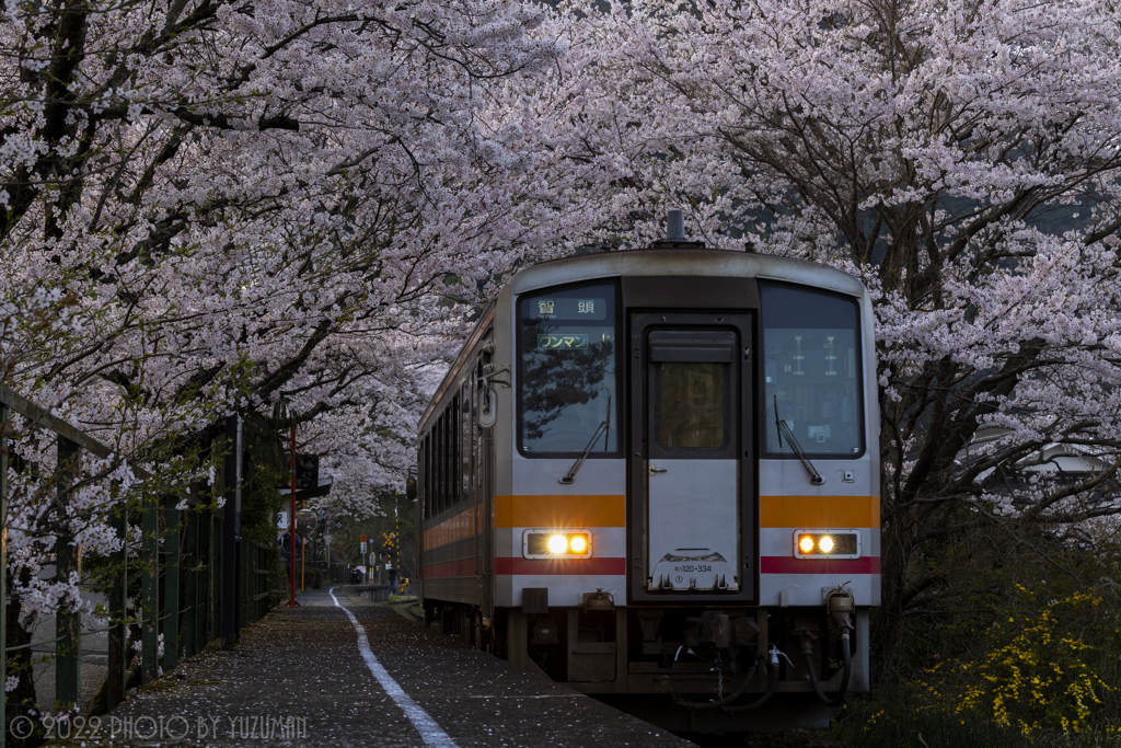 桜舞うホーム