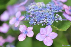 庭の紫陽花（6月）