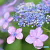 庭の紫陽花（6月）