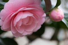 畑の花々（１）