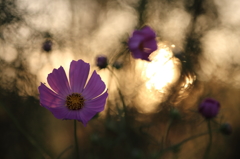 夕日と秋桜