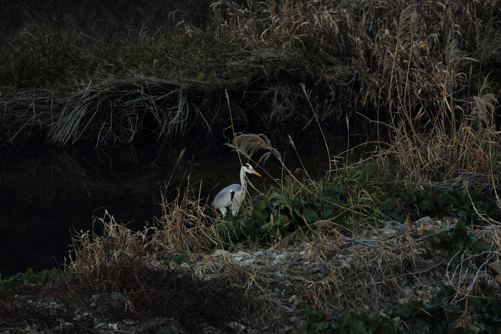 家の前の川辺の鳥たち（1/5）