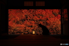 お辞儀ツツジ（11月）