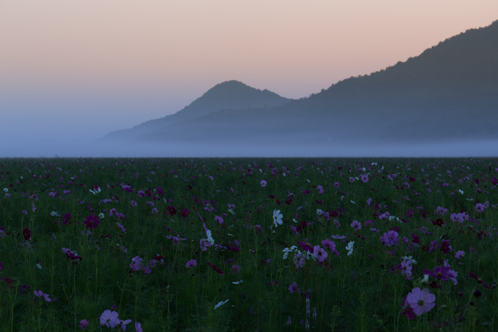 馬場のコスモス畑の夜明け'13