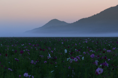 馬場のコスモス畑の夜明け'13