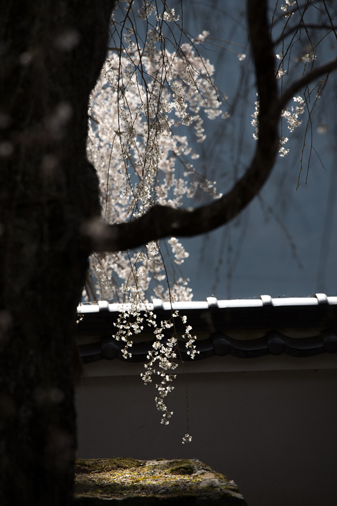 舞い降りた天使