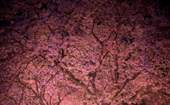 三ヶ瀧稲荷大明神の桜（3/5）
