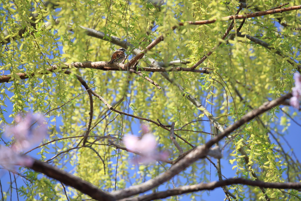 柳と桜と雀…じゃなくてホオジロ