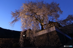 大糸桜とブルーモーメント