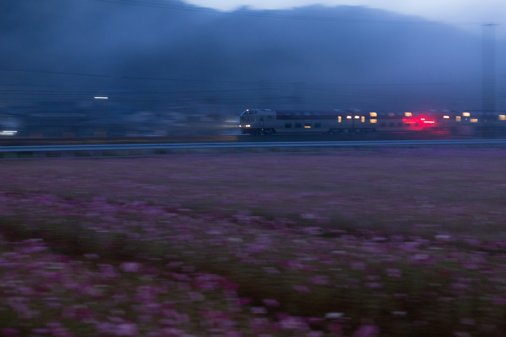 霧の中の秋桜とサンライズ