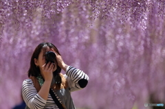 藤降り注ぐフォトグラファ