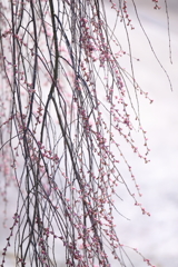 流れる枝垂れ桜
