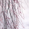 流れる枝垂れ桜