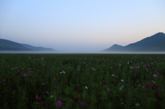 朝霧のなかのコスモス畑