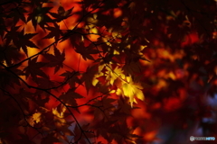 紅葉スポットライト