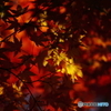 紅葉スポットライト