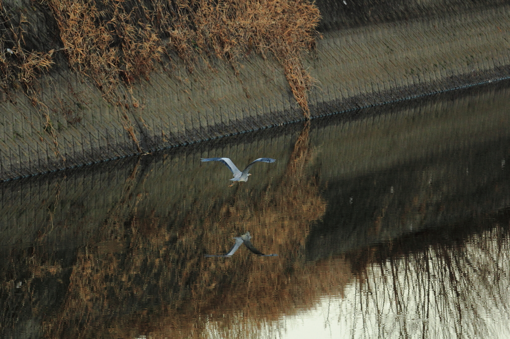 家の前の川辺の鳥たち（2/5）