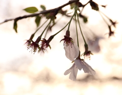 葉桜