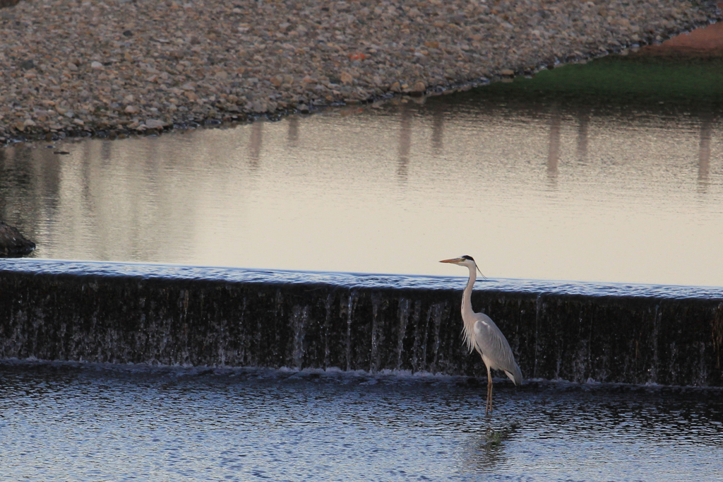 家の前の川辺の鳥たち（4/5）