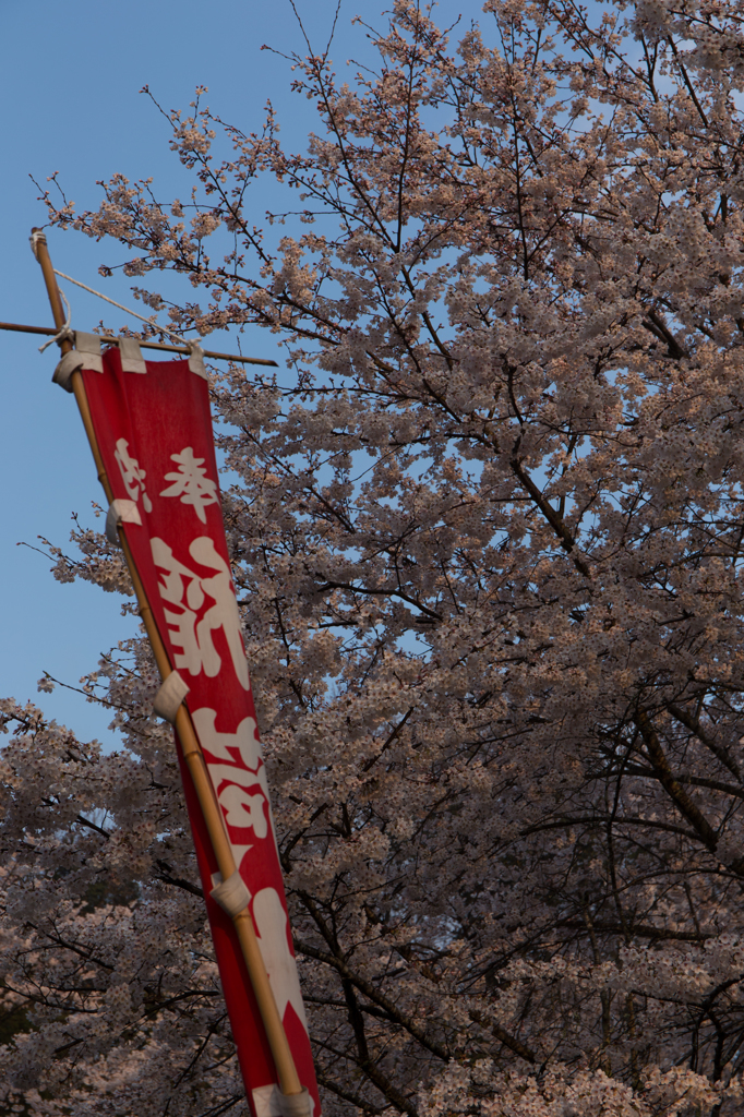 幟と桜