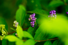 家のぶどう！？