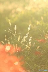 雨上がりのねこじゃらし