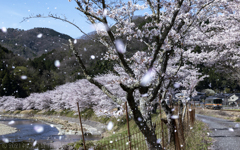 桜雪