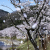 桜雪