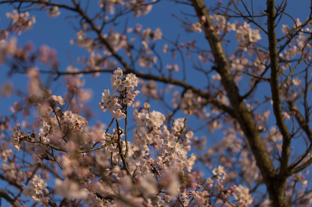 青空と桜