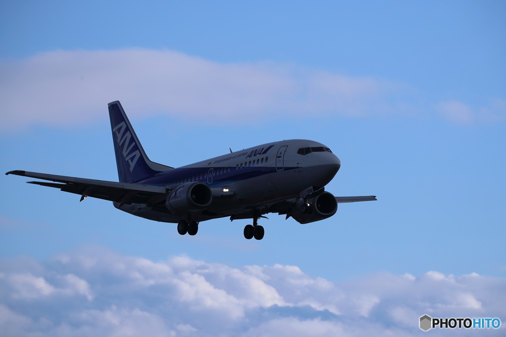 イルカの御遊戯