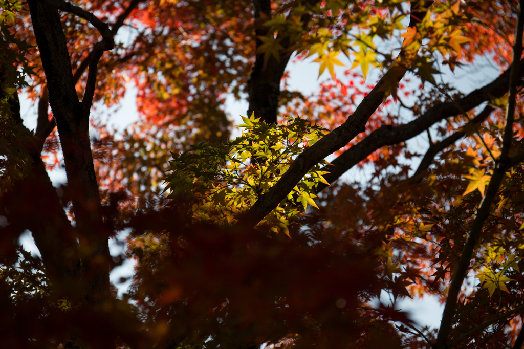 京都紅葉めぐり（3/50）