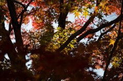 京都紅葉めぐり（3/50）