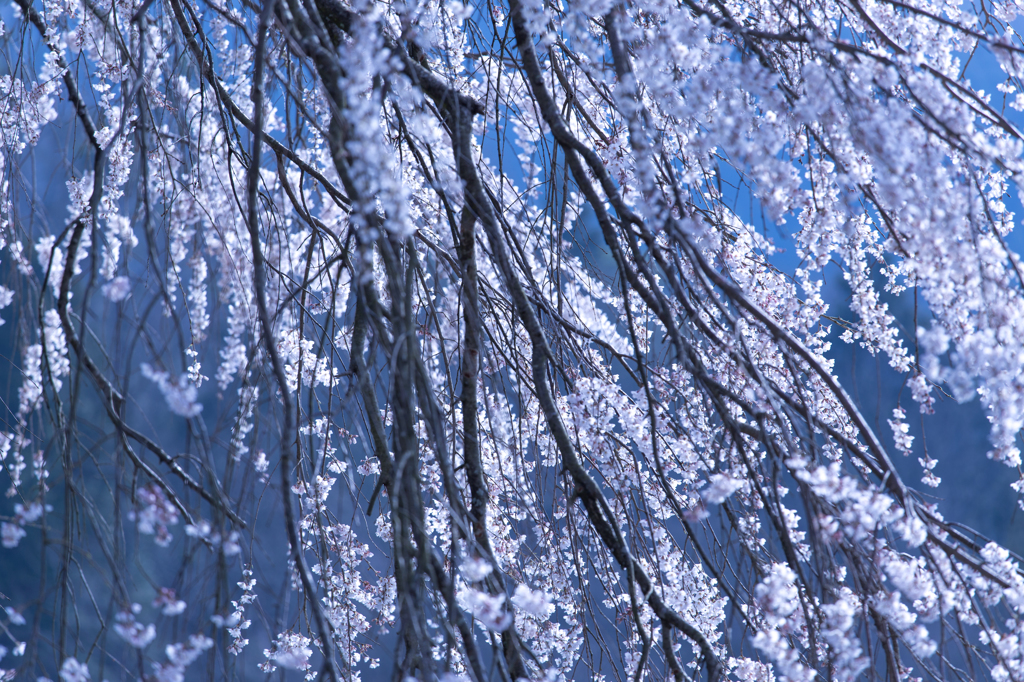 降り注ぐ春の雪