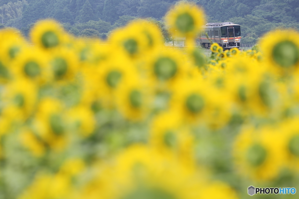 列車がきたぞ～ぃ！