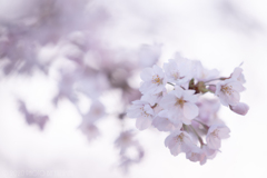 今年の桜