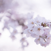 今年の桜