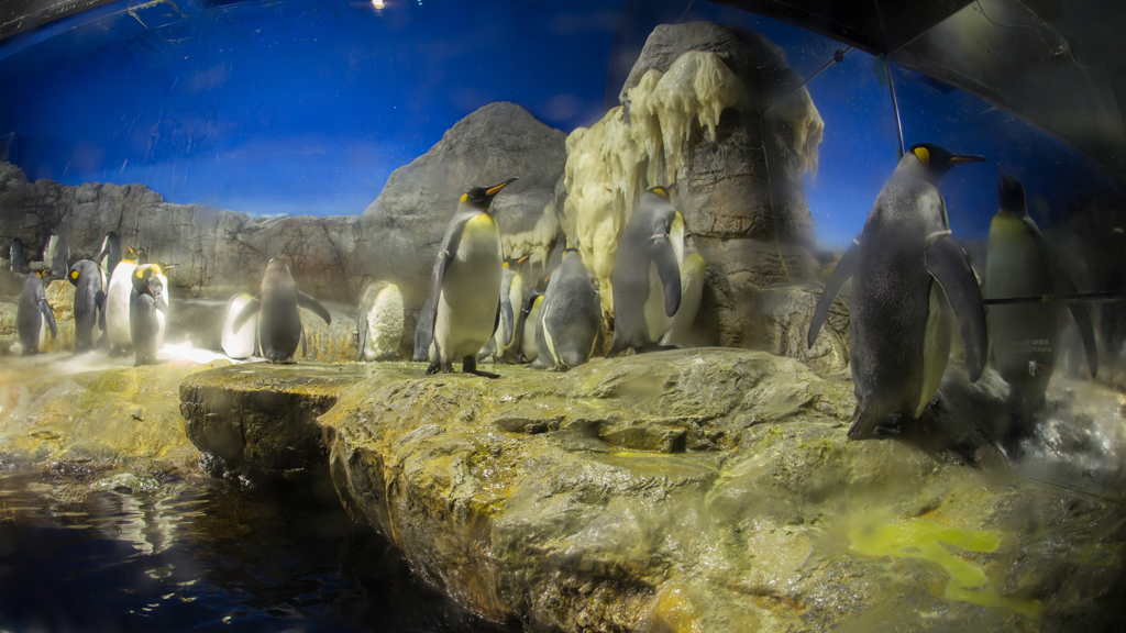 フィッシュでペンギン
